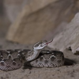 Indische Sägeschuppenviper